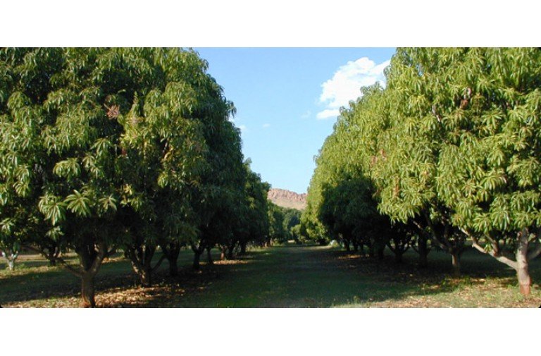 Mango garden per acre 38 lakhs (Prathipadu)